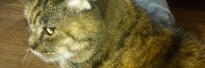 高尾 有(ABANI) banner