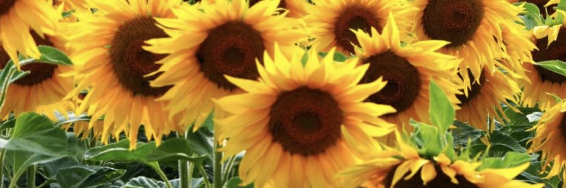 Sunflower1962's profile banner image