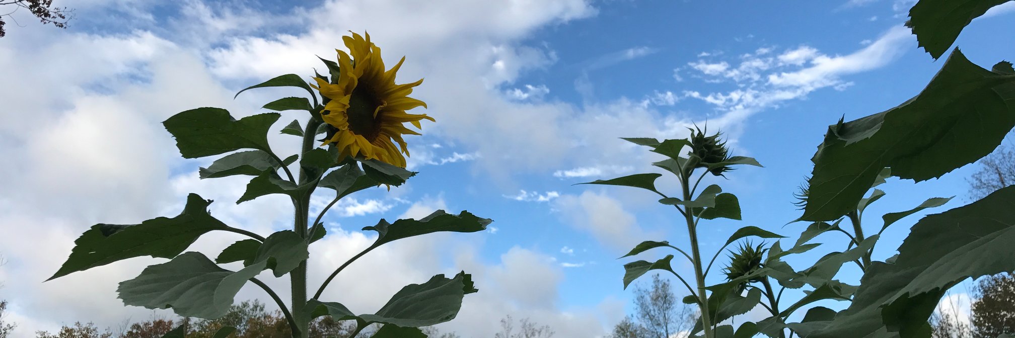 hillhannah's profile banner image