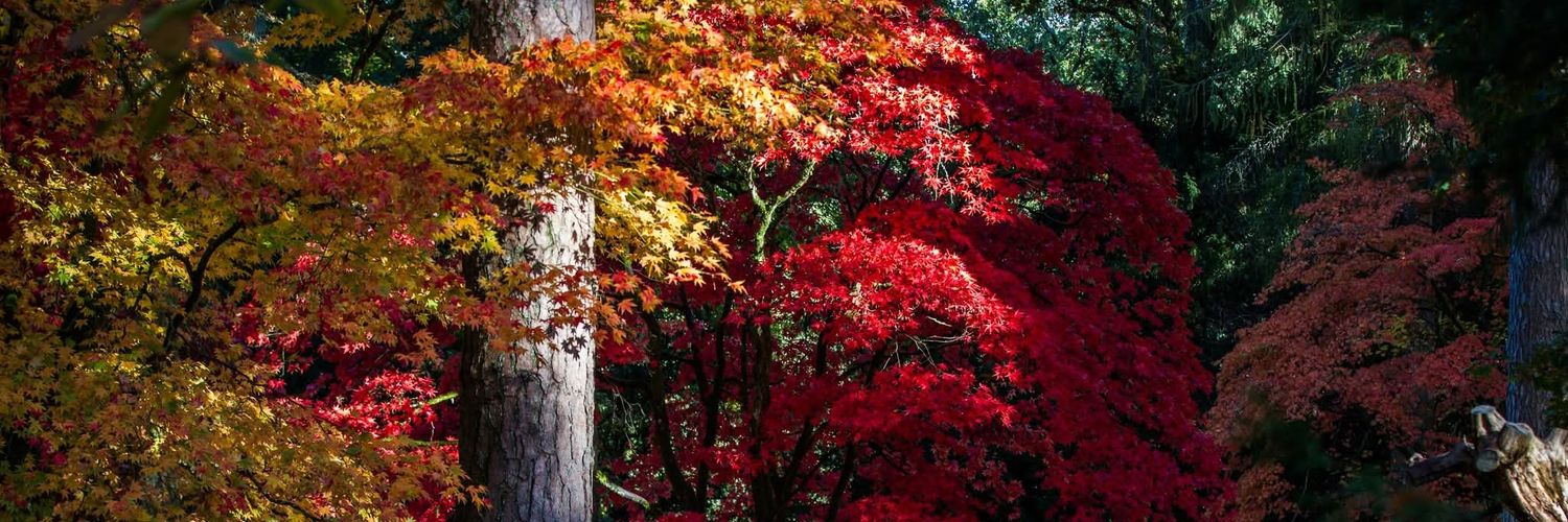 Real Carl Ott 🌳(alot is NOT aword) banner