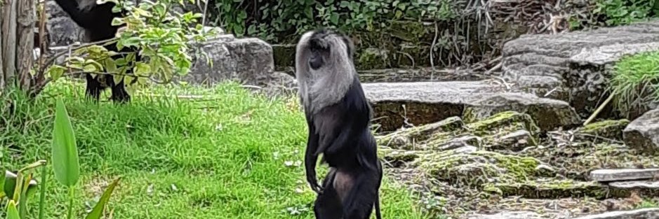 Experiential Primitivism banner