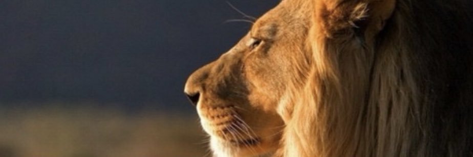 adrianaleaof's profile banner image