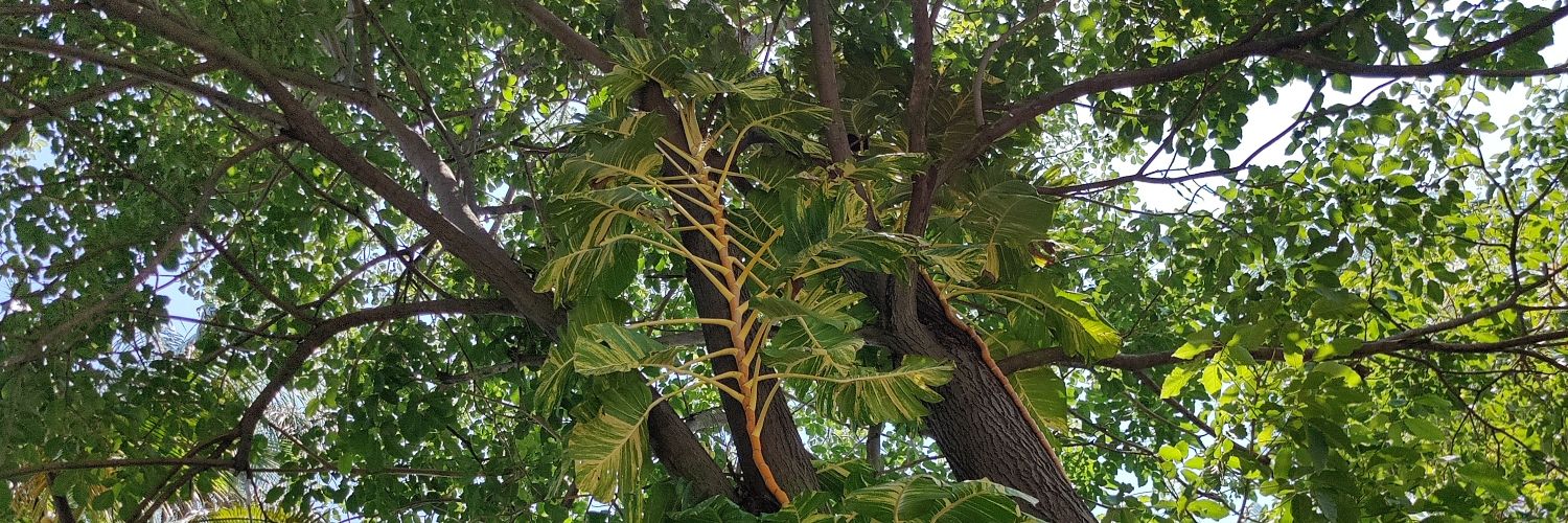 Mónica Vargas 🍉 banner