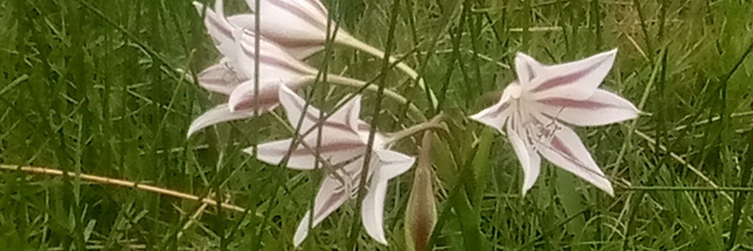 vineyard_verbs's profile banner image