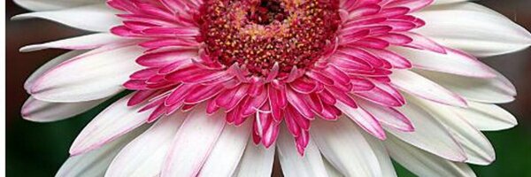 denisechew Profile Banner