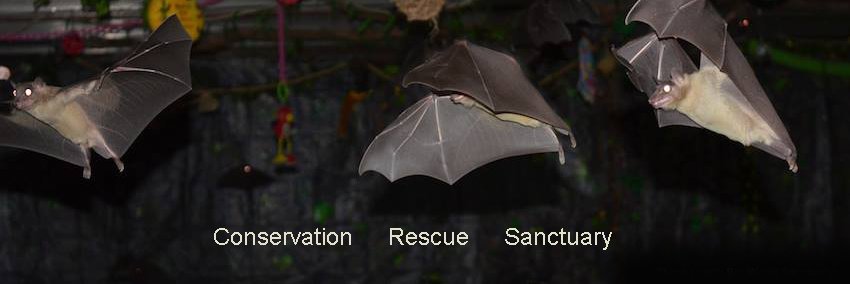 Bat World Sanctuary banner