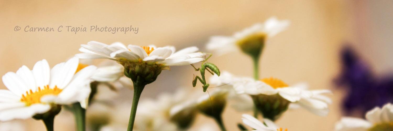 LacasitosSmint's profile banner image