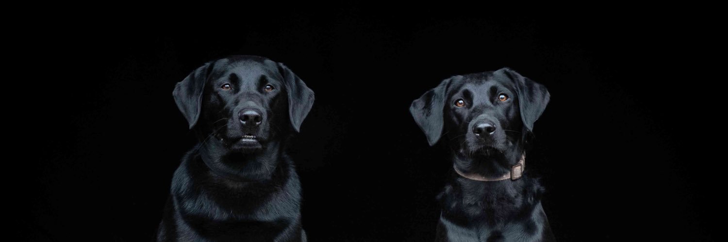 Rebecca Golden banner