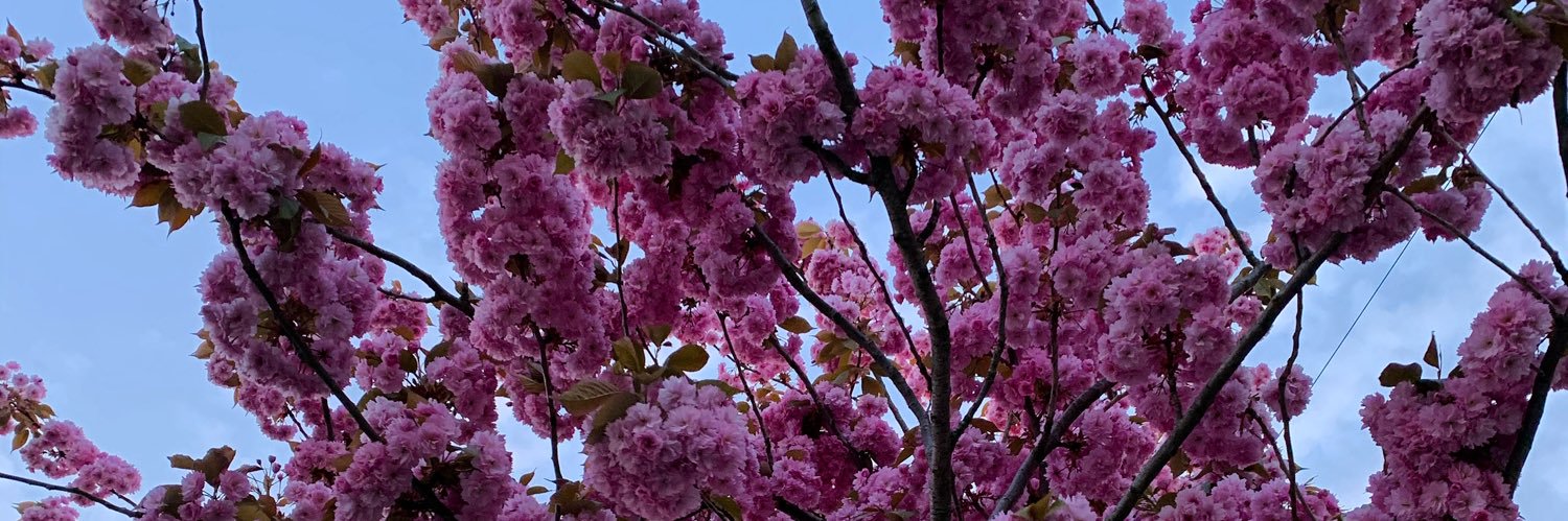 Cerys Anna Bowen banner