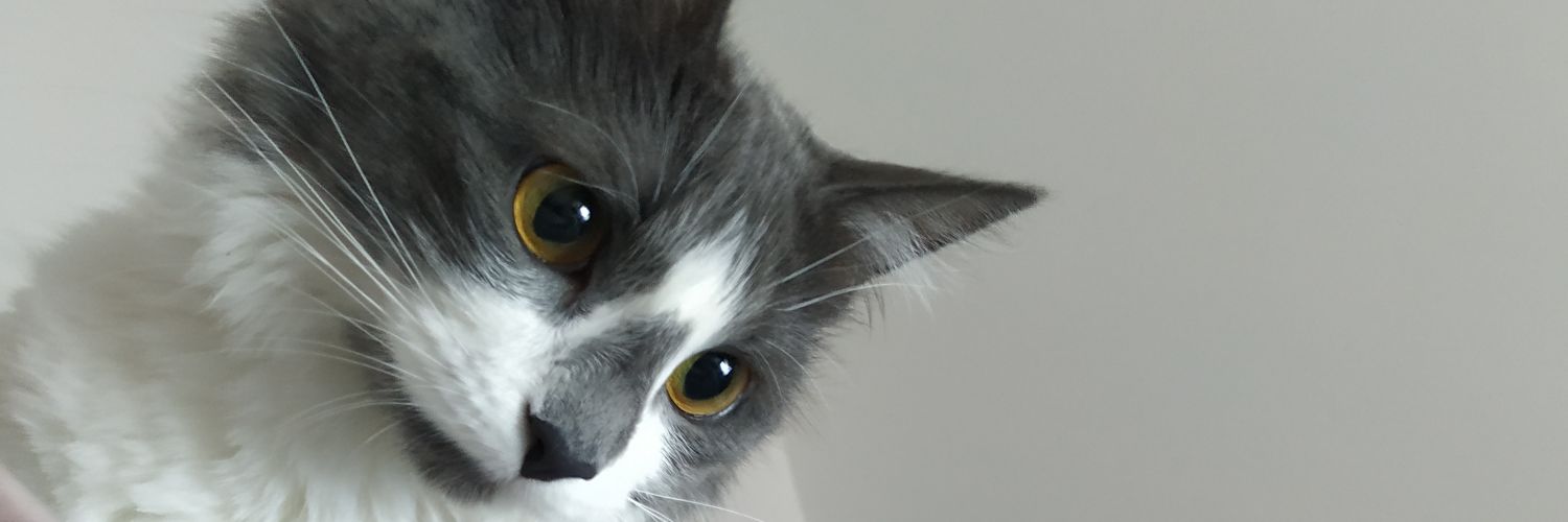 lobosromanella's profile banner image