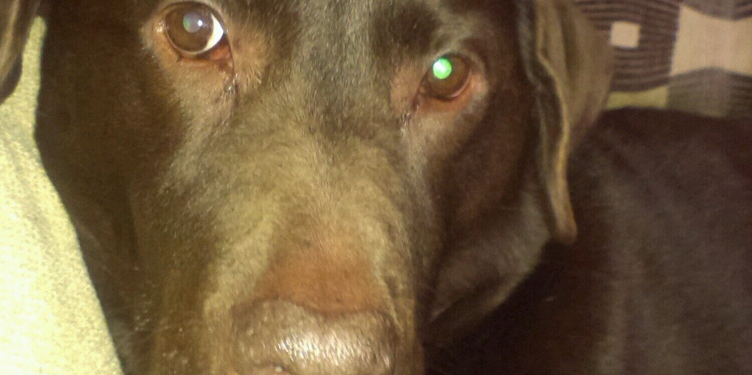 john bud sixsmith banner