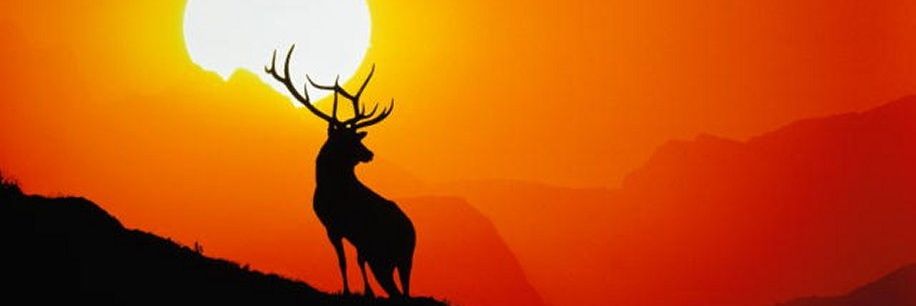 Terrequete's profile banner image