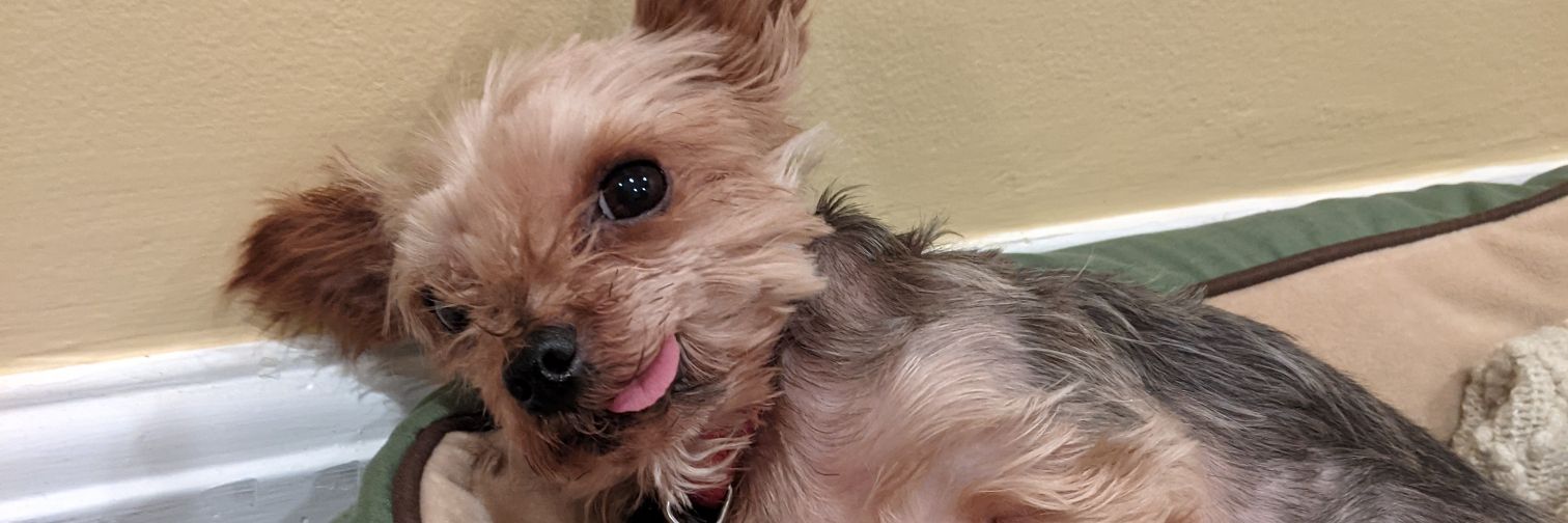 Dr. Kelly Brock banner