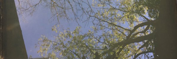 Meisemones Profile Banner