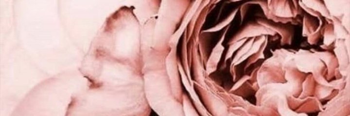 soyguchi's profile banner image