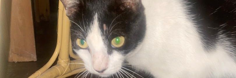 Tairo Hernández banner