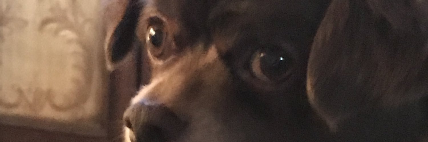 Susyulrich's profile banner image