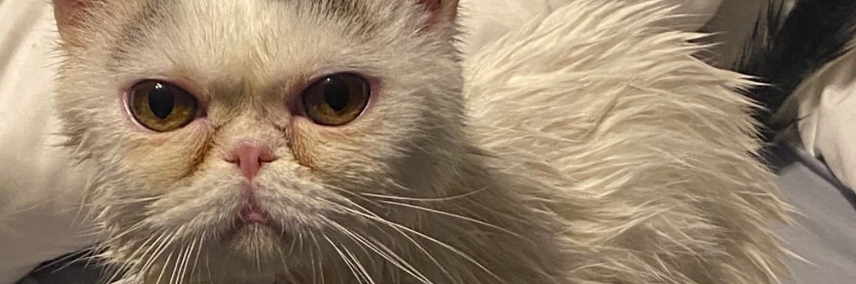 privatebartel's profile banner image