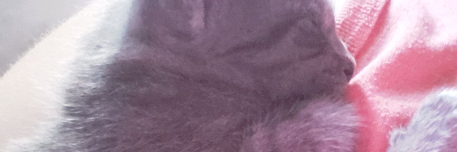 bpiacw's profile banner image