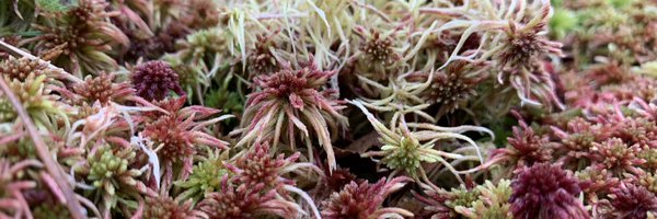 monalisaioslo Profile Banner