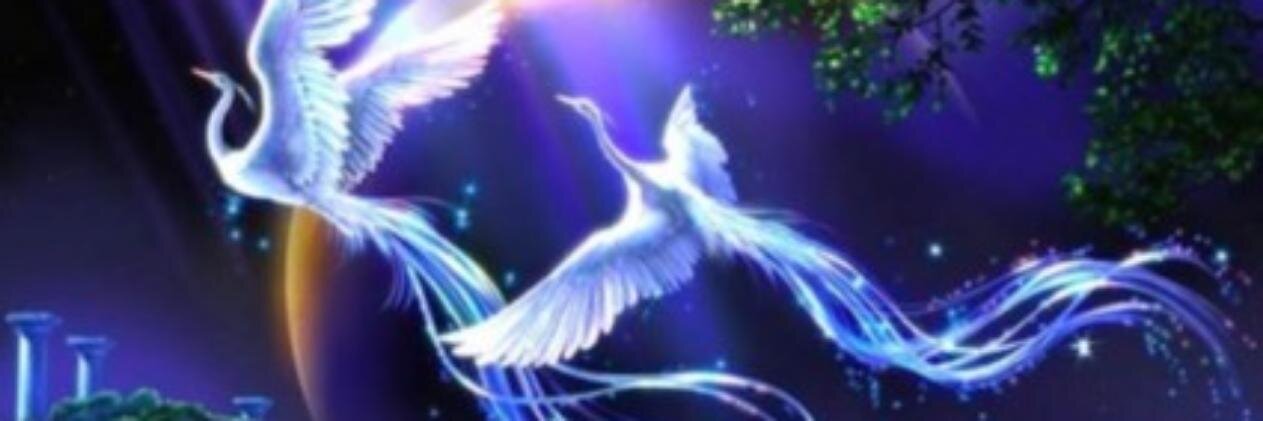phoenicoperus__'s profile banner image