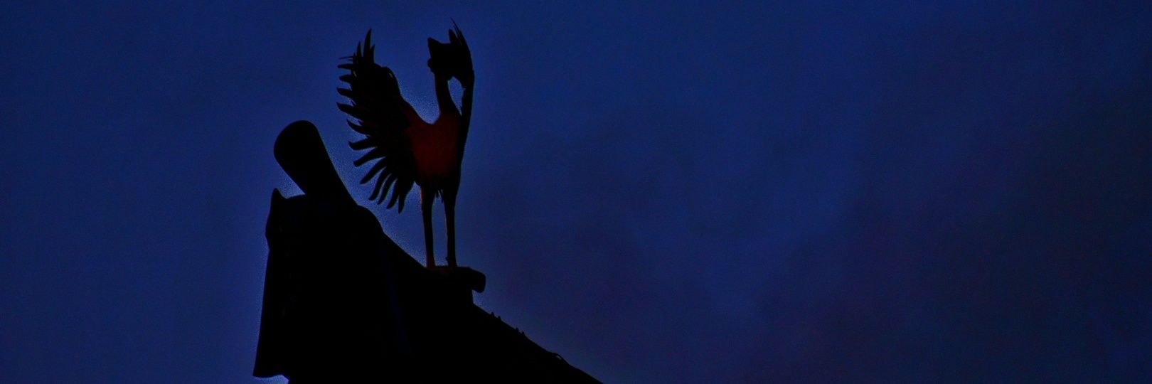 a19941226's profile banner image