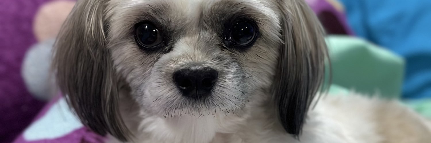 leminosanto's profile banner image