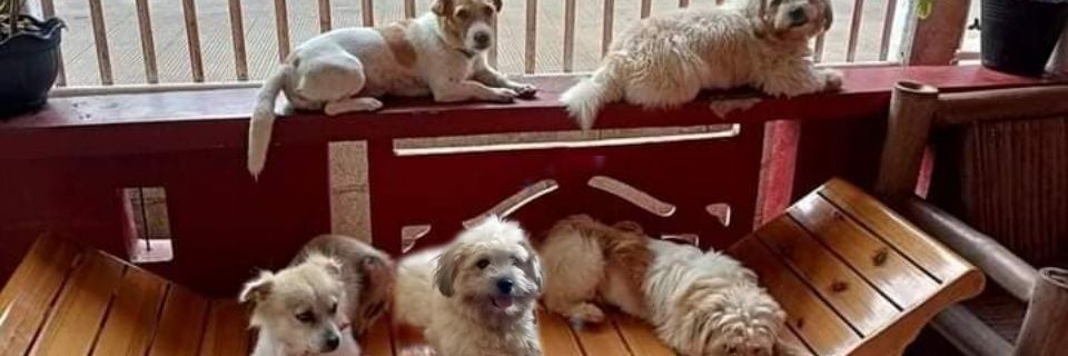 Meshweekeren's profile banner image