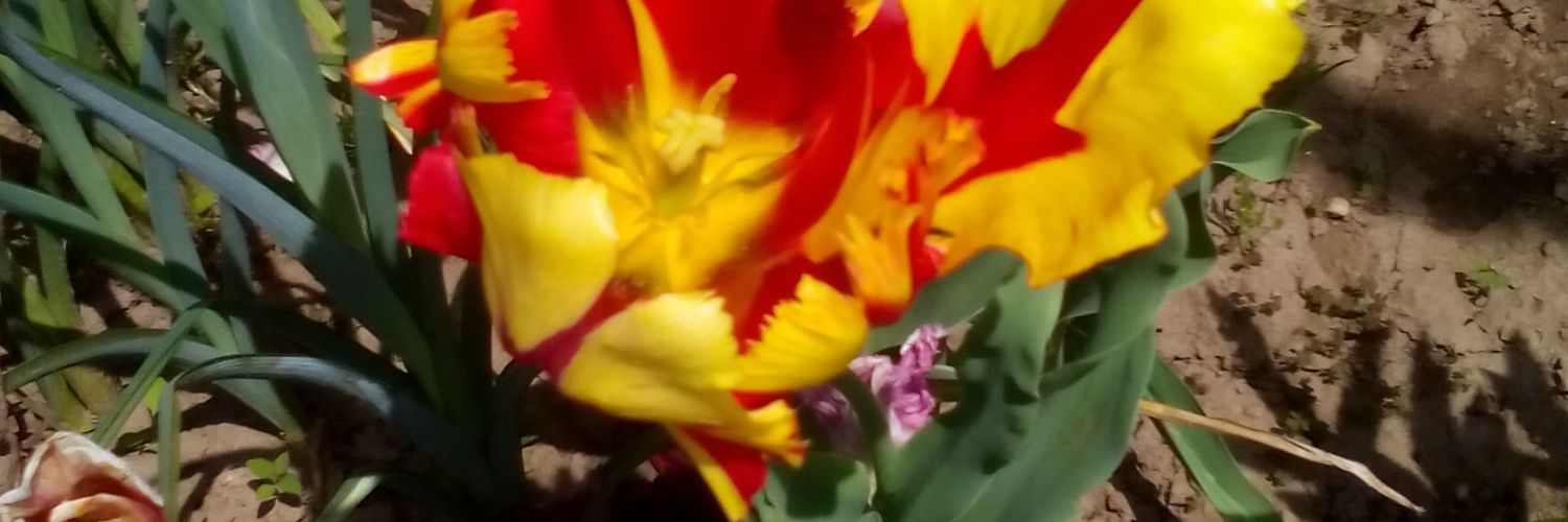 PShahanski's profile banner image