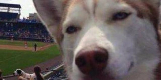 Icy_Burn's profile banner image