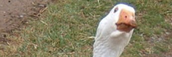 el_patillo's profile banner image