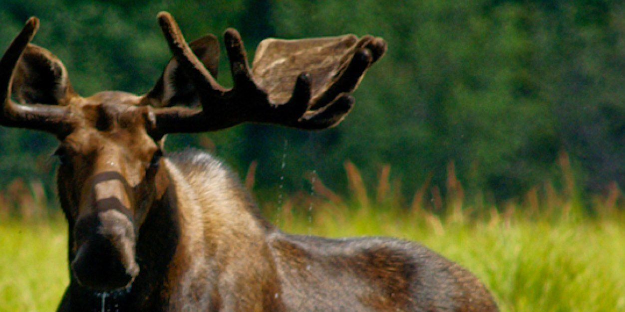 appsappel's profile banner image