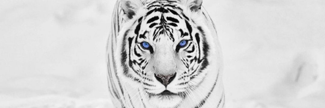 ClarkHaugen's profile banner image