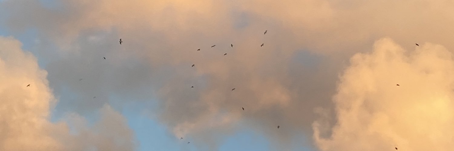 tiarabrule's profile banner image