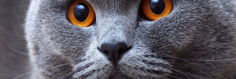 chicofe0's profile banner image
