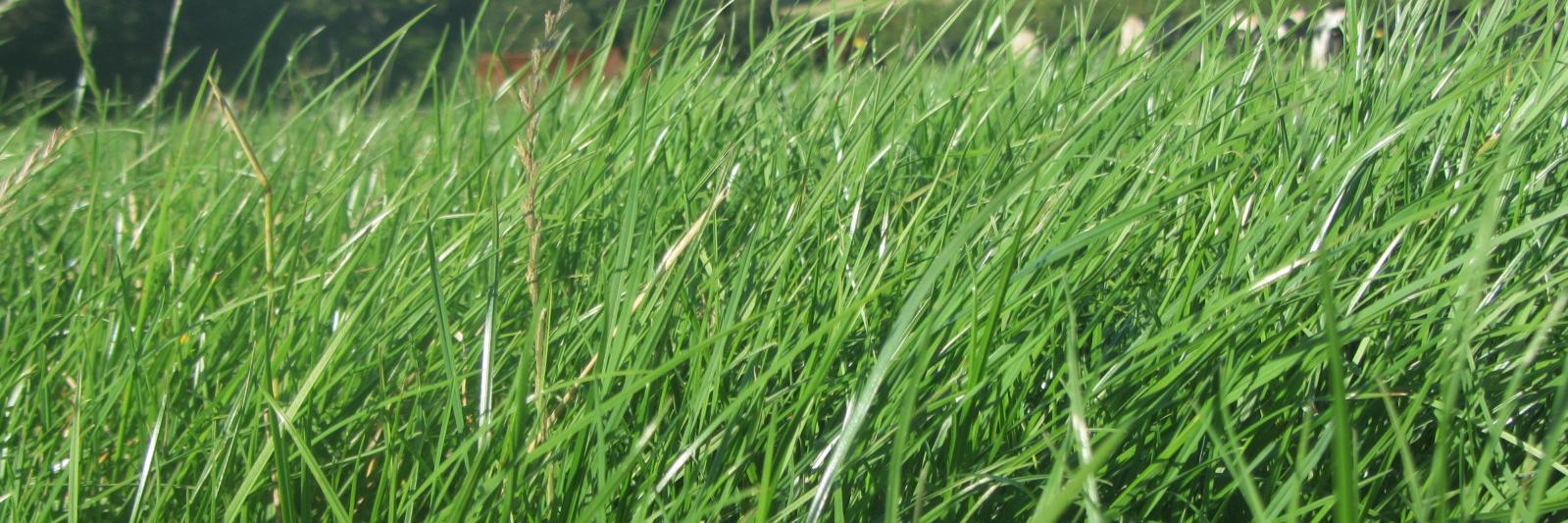 NHgrass's profile banner image