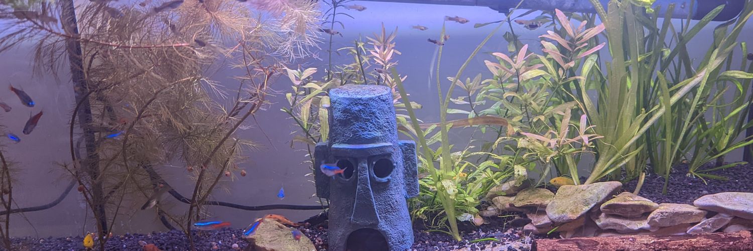 BPannhorst's profile banner image