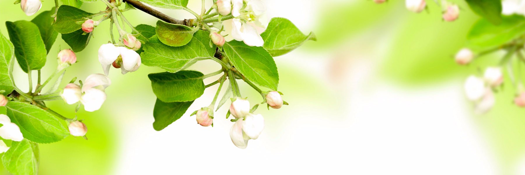 24NSPru's profile banner image