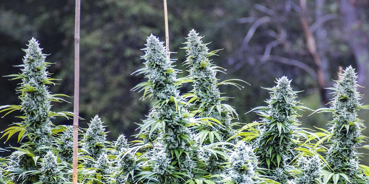 yetifarms's profile banner image