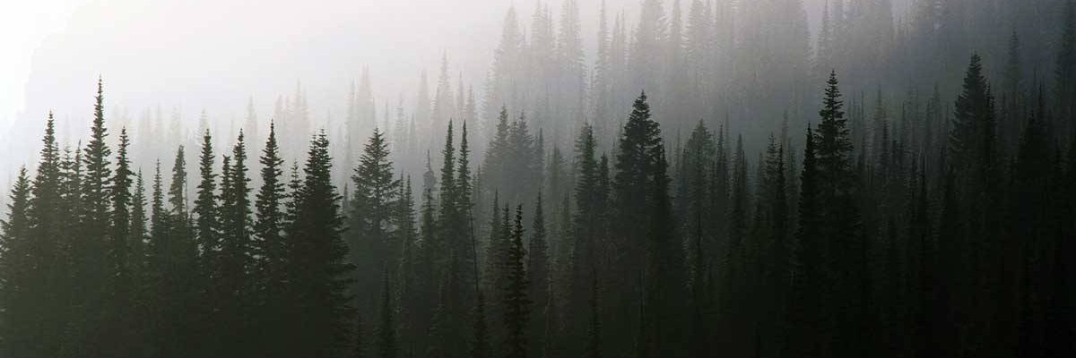 artamatum's profile banner image