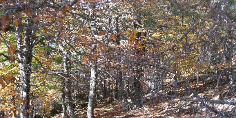 prop_forestal's profile banner image