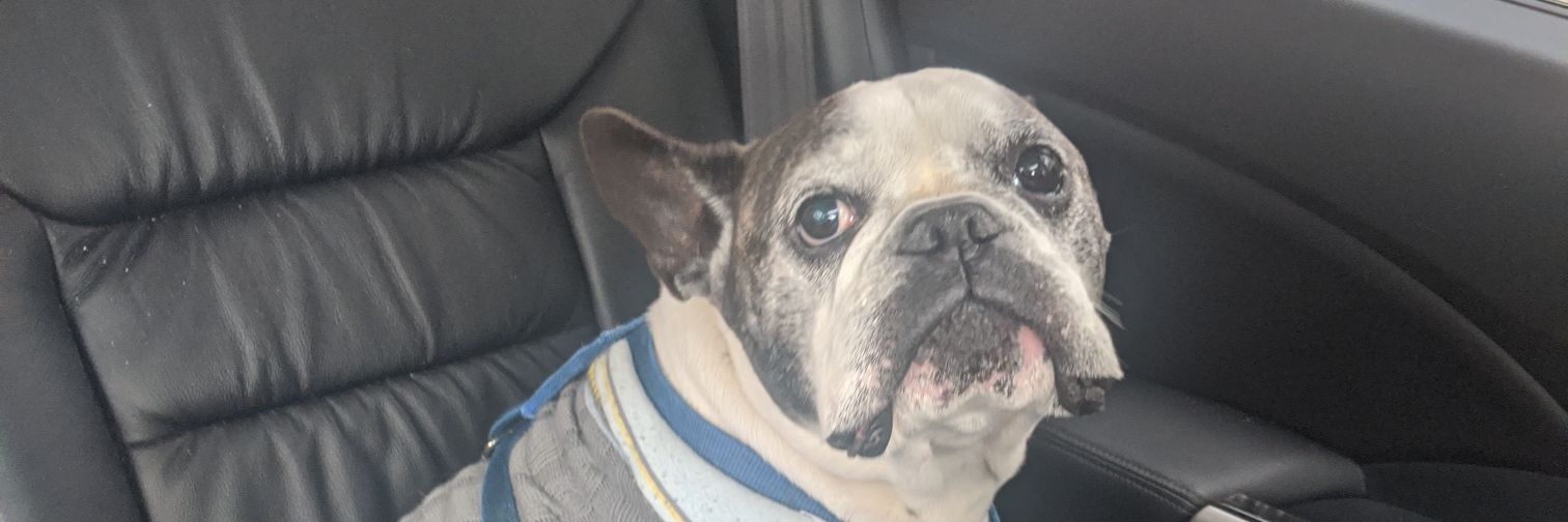 FrenchieSlider's profile banner image
