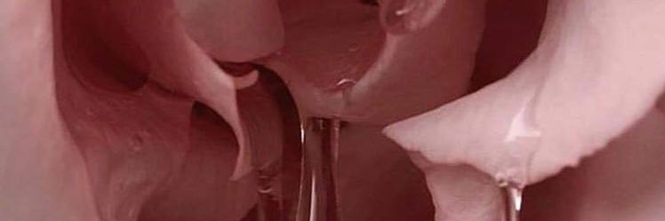 viaroseee's profile banner image