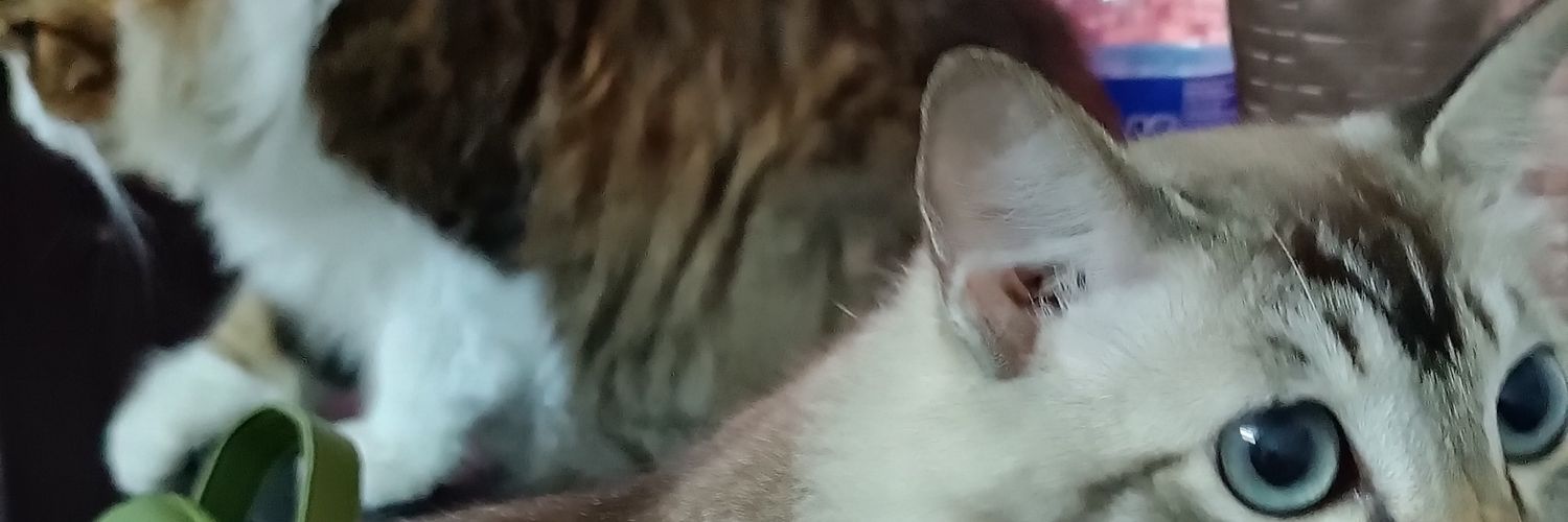 zee_rahim's profile banner image