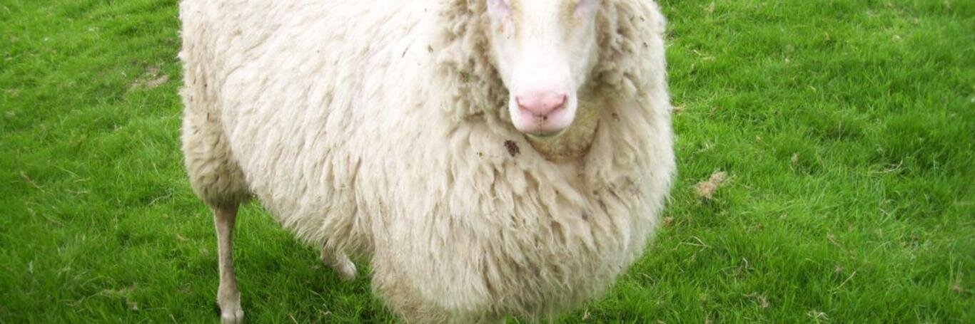 SheepBusiness's profile banner image