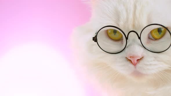 Candymagnet3's profile banner image