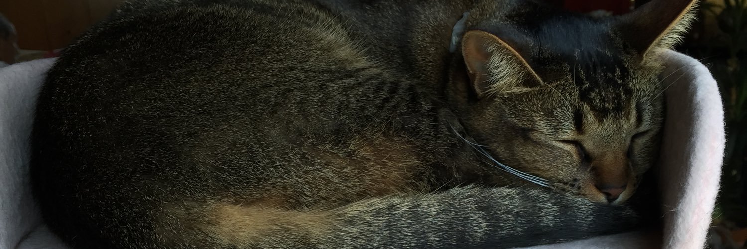 yamyamcoco's profile banner image