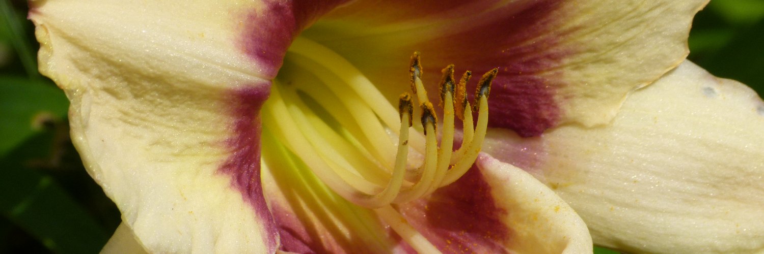 helenium_uk's profile banner image