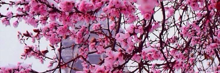 sara_behbehani's profile banner image