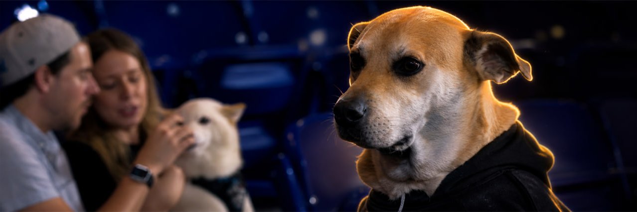 DREAMDOGSOL's profile banner image